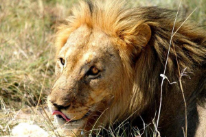 U zimbabveu, turist se susreo s prugastim lavom U zimbabveu, turist se susreo s prugastim lavom